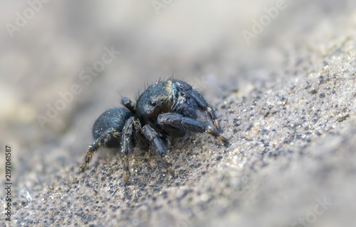 Arachnida, bowed jumper, dark crescent jumper, evarcha arcuata, curved jumping spider, black jumping spider, arachnids, spiders, spiders