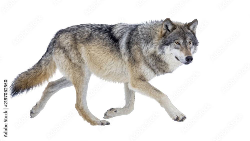 Fototapeta premium Gray wolf with thick fur walking, isolated on transparent background