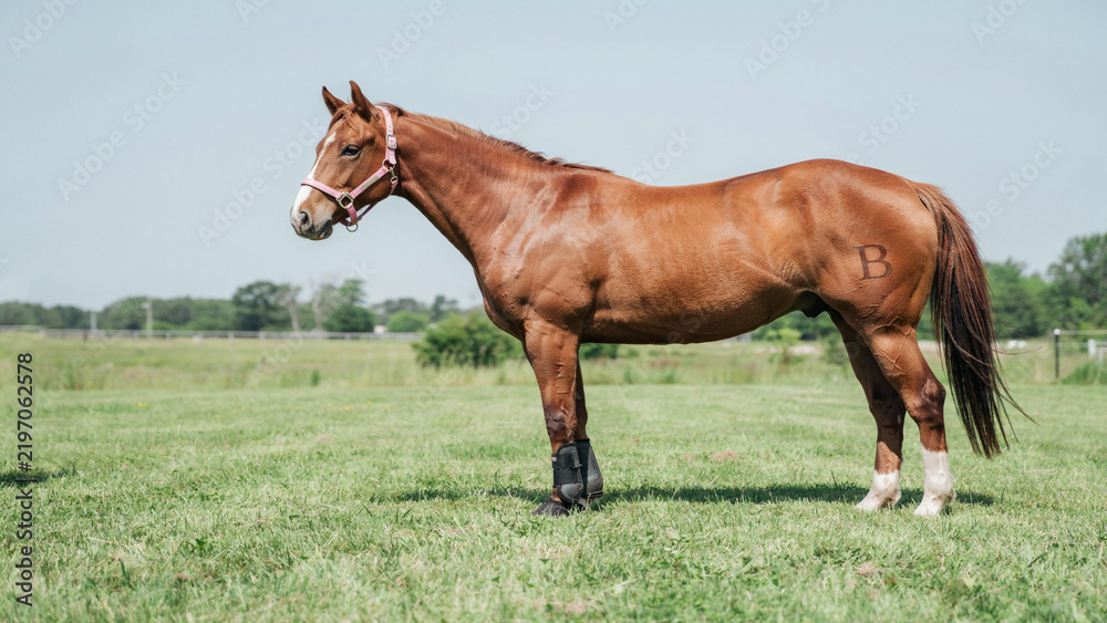 Obraz premium Two Brown Horses Grazing in a Green Meadow on a Rural Farm Under a Bright Summer Sky, Peaceful Equine Animals in a Natural Pasture Landscape