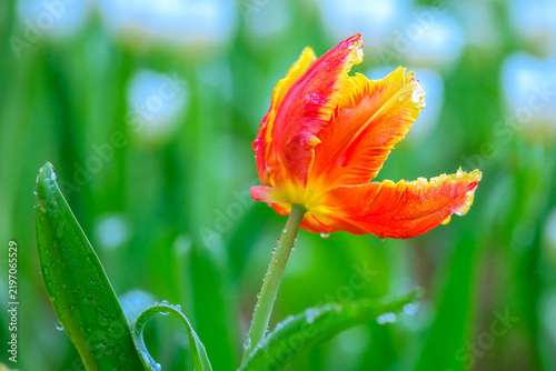 Botanical Macro Series : Vibrant orange red tulip blooms in a fresh spring garden with delicate morning dew drops on petals.