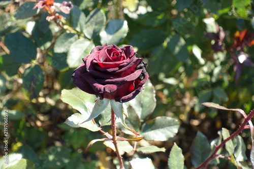 One red flower of garden rose in October