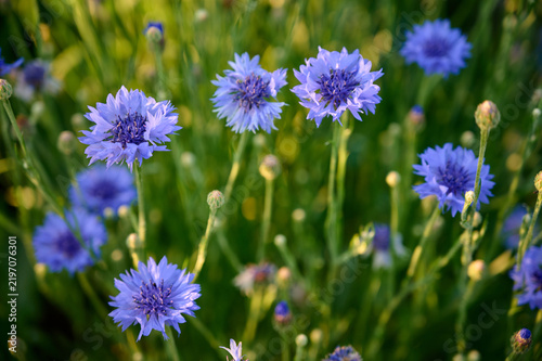 Centaurea cyanus flower on a blurry green natural background.