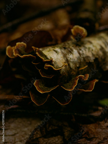 Foto Layered shelf fungi growing from a decaying woodland log in soft dark light, creating an earthy macro scene ideal for mycology, forest ecology, autumn, decomposition and organic nature themes