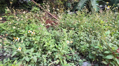 flowers in the middle of  green leafs
