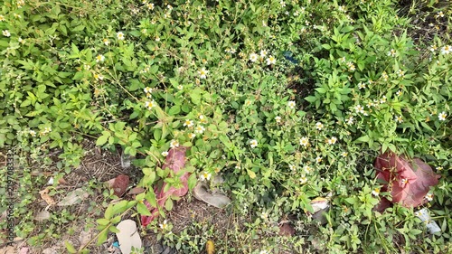 green grass on the ground