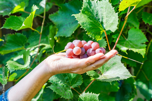 Woman's hand holding bunch of grapes