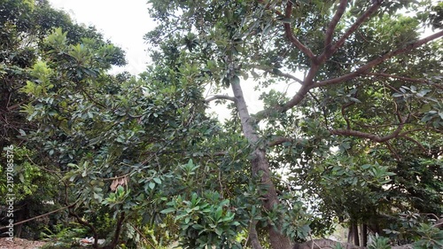the branches of a tree in spring