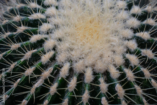 Cuadro en lienzo Overhead macro view Golden Barrel Cactus