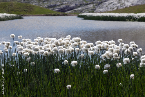 Fleurs au bord d'un lac dans une prairie d'altitude