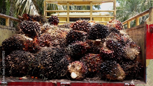 Back of a yellow and red transport truck fully loaded with freshly harvested oil palm fruit bunches in a tropical plantation.