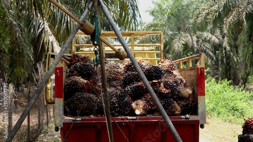 Manual tripod hoisting scale mechanism set up to weigh and load harvested oil palm fruit bunches onto a cargo truck in a plantation.