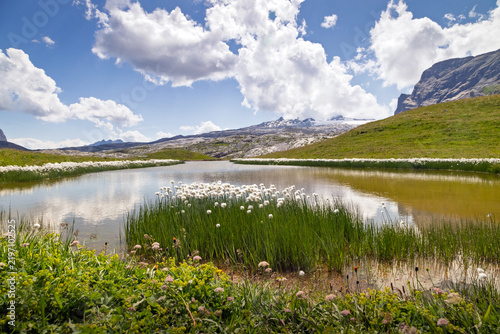 Linaigrette blanches dans un étang au Sanetsch, Suisse