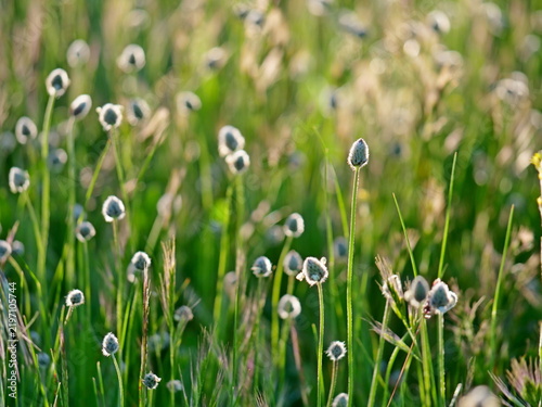 blades of grass, ears of corn, spring 