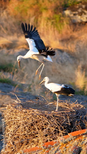 Sequence of a stork learning to fly in the nest