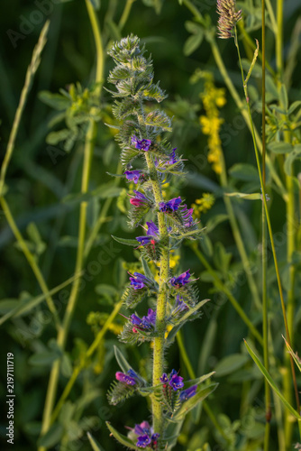 Принти на полотні Viper's bugloss (Echium vulgare) flowering in summer meadow