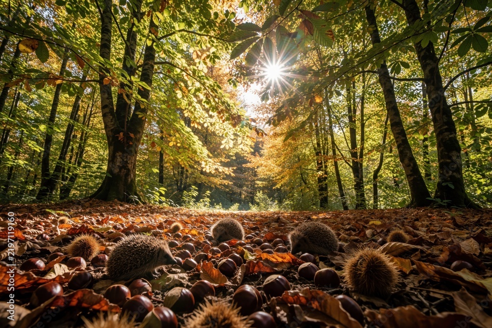 Fototapeta premium Autumn forest floor littered with chestnuts and hedgehogs. Sun shines through trees creating a warm light. Nature prepares for winter gathering food.