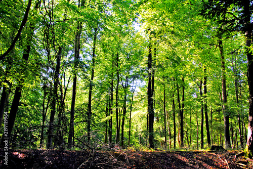 Blackwood Forest Winchester Hampshire