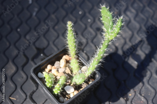Opuntia fragilis Fraser Valley BC Canada kwiat żółty opuncja kaktus