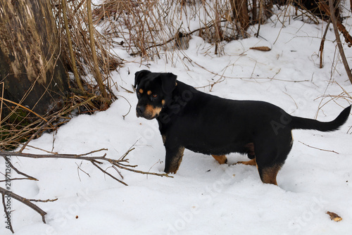 Foto A large black and tan rottweiler dog stands in deep snow near a tree trunk and dry bushes
