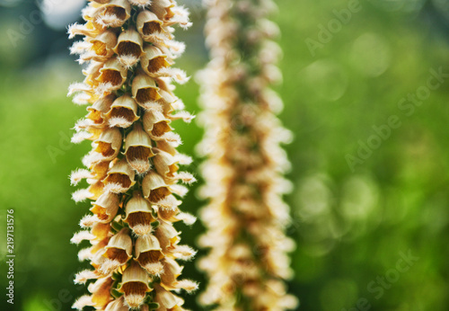 the copper-colored flower spike of a rusty foxglove (Digitalis ferruginea)