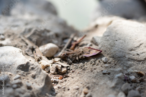Dry riverbed showing texture of earth, rocks, and sand