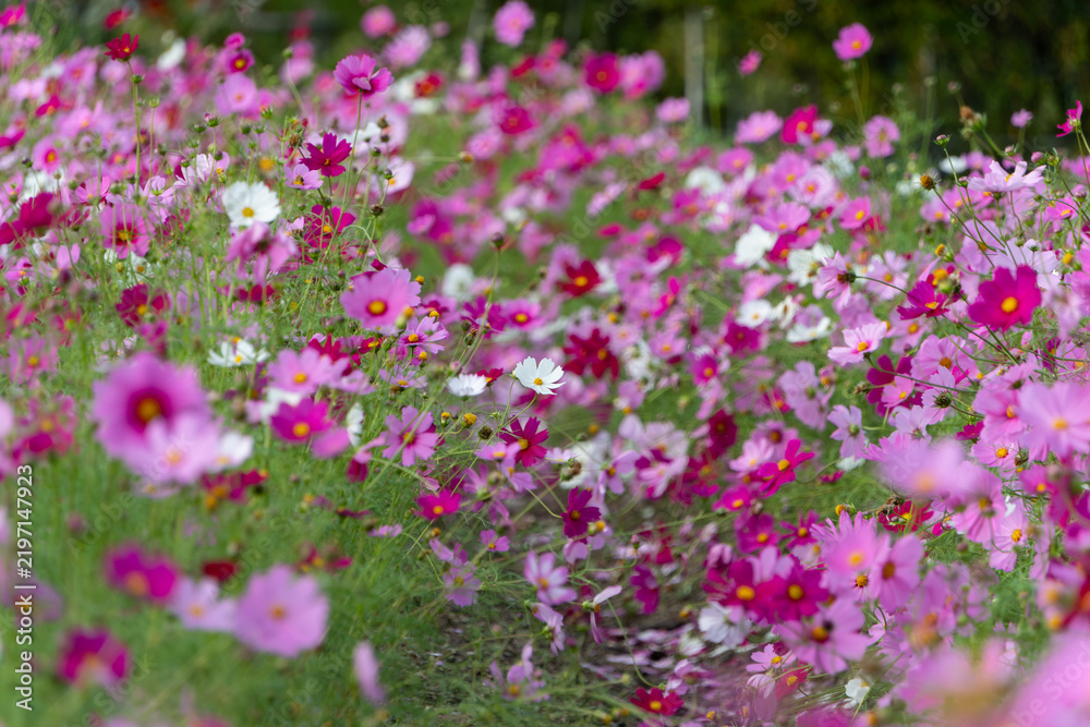 Obraz premium Scenic Landscape of Colorful Cosmos Flower Field Blooming in Full Bloom in Autumn