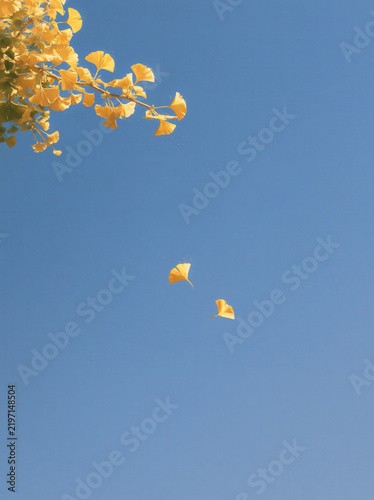 Yellow leaf blue sky minimal autumn nature copyspace serene yellow leaf blue sky minimal autumn nature background with falling