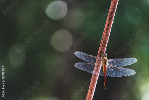 Dragonfly resting on a red plant stem