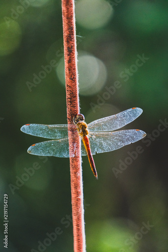 Dragonfly resting on a red plant stem