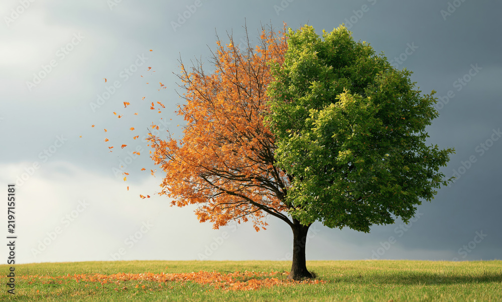 Obraz premium Seasonal change concept with single tree transitioning from green summer to orange autumn with falling leaves on grassy field