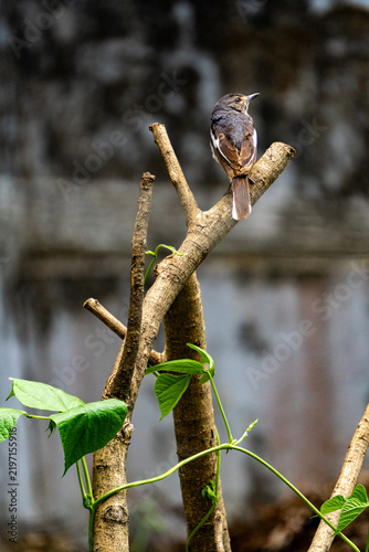 Close‑up of small crested songbird (Lophophanes cristatus) perched on bare tree branch