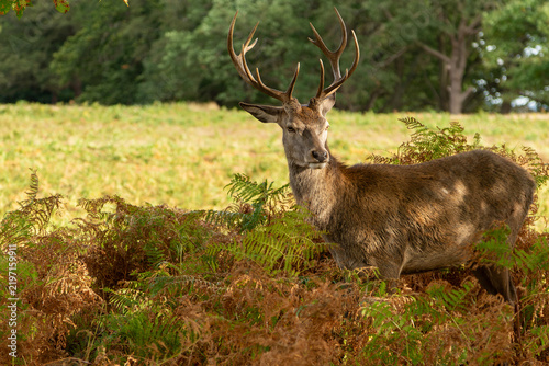 Plakat deer in the forest