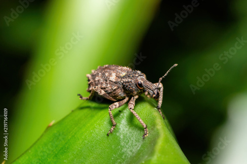 Obraz na plátně A cute Donkeyface Weevil (Bronchus sp) in dense forest vegetation in KwaZulu-Nat
