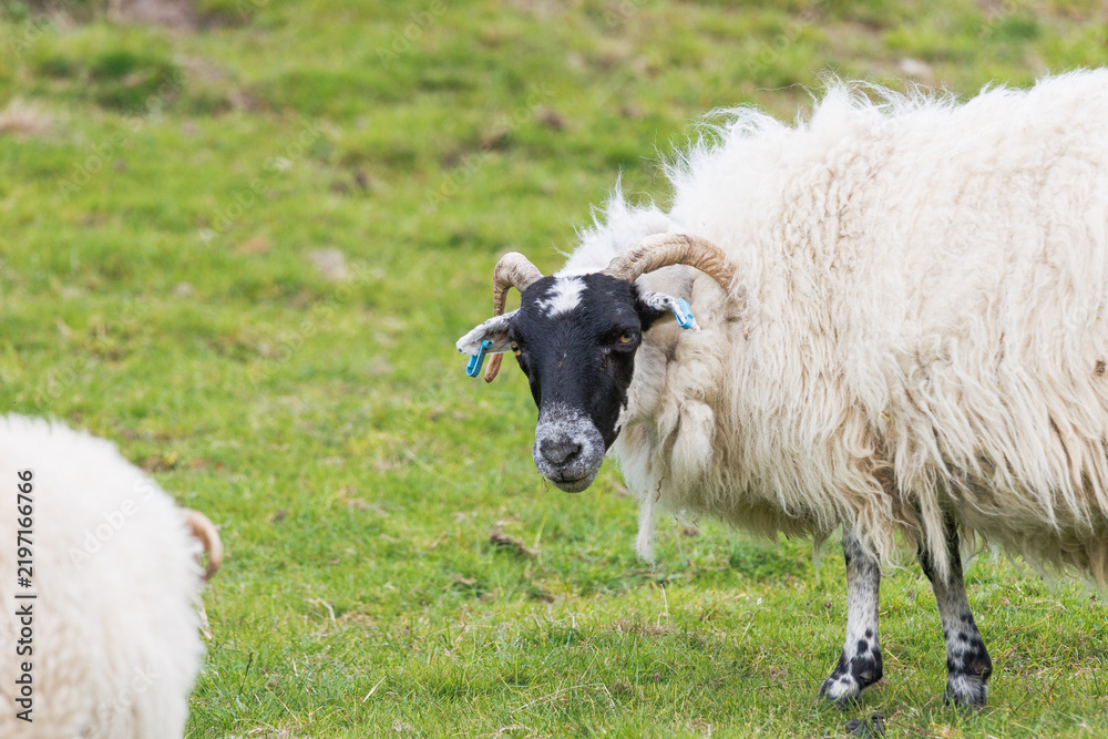 Obraz premium Black-faced sheep stands on green pasture