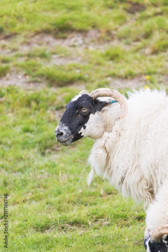 Foto Black-faced sheep stands on green pasture