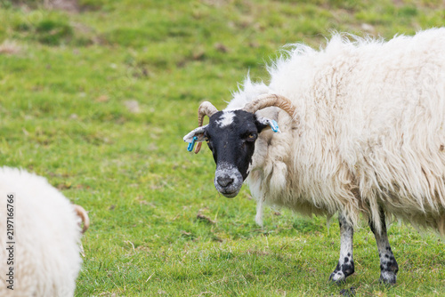 Konstfotografi Black-faced sheep stands on green pasture