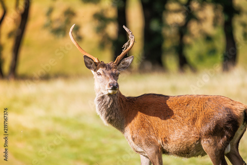 Foto Sunlit field holds a majestic deer with antlers