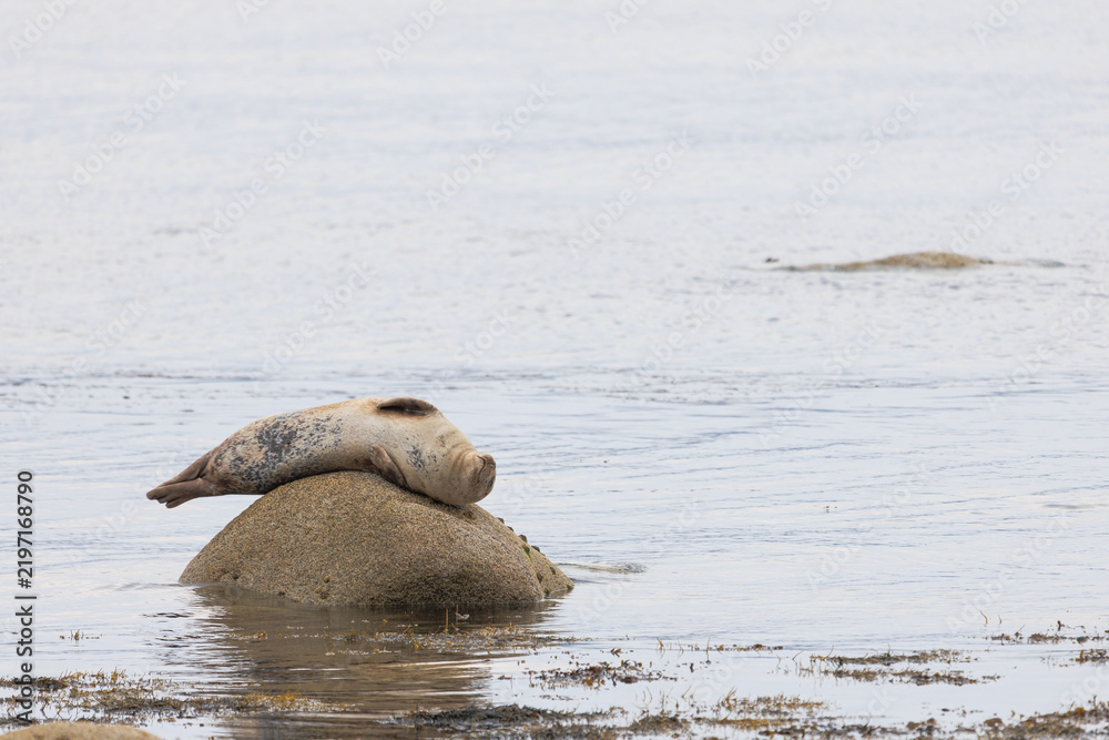 Fototapeta premium Gray seal rests peacefully on a wet rock
