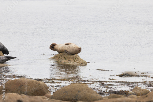 Photography Seal rests atop small rocky mound near calm water