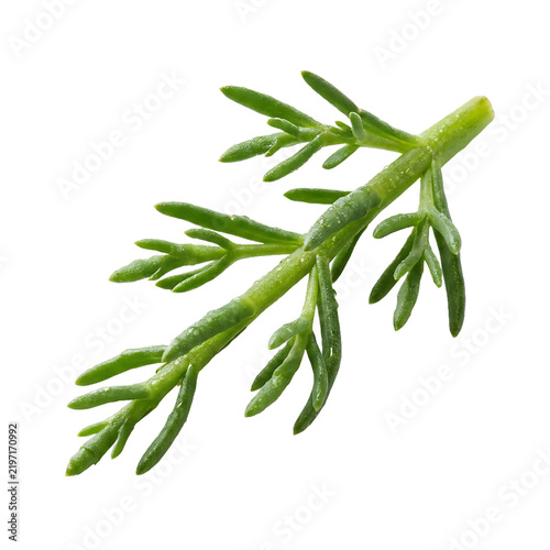 Fresh Rock Samphire Stem Isolated On Transparent Background
