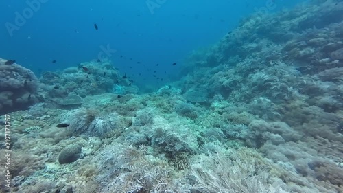 A dense coral reef slope descending into deep blue water. Soft corals and reef fish fill the underwater landscape in this calm marine scene.