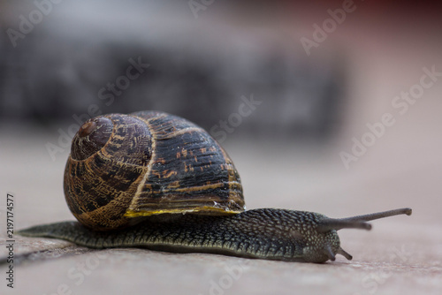 Cuadro en lienzo Snail crawling slowly on ground surface