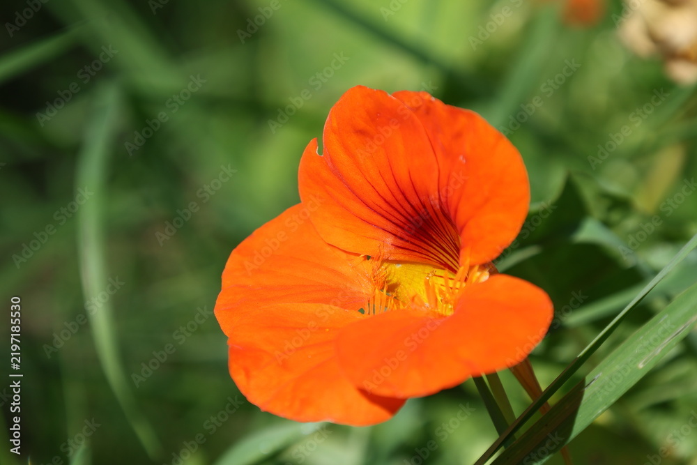 Fototapeta premium Orange Nasturtium flower creating a colorful summer garden display, Tropaeolum majus