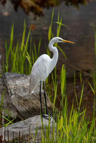 great white heron