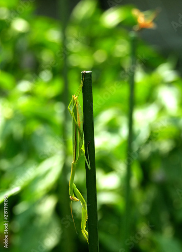 Fototapeta 支柱で待ち構えるカマキリ