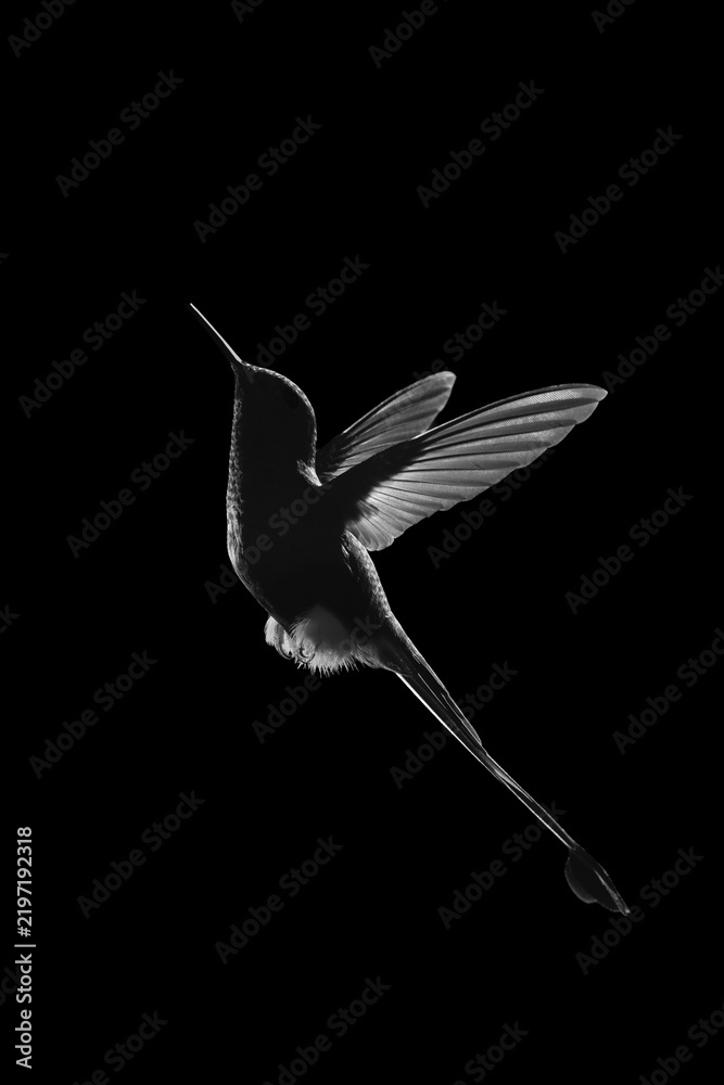 Obraz premium Mono male white-booted racket-tail silhouetted in profile