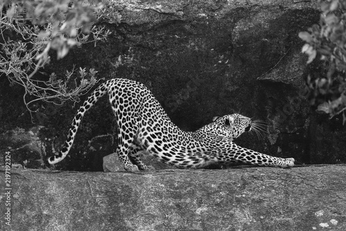 Mono leopard between bushes on rocky ledge