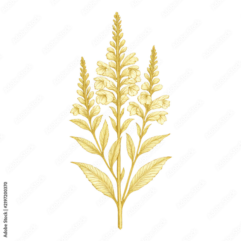 Obraz premium PNG Elegant botanical gold illustration
