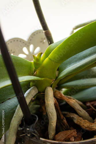 фотографія New leaf growing from the damaged center of a Phalaenopsis orchid, close-up of a