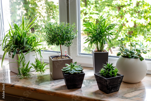 Beautiful collection of houseplants in pots on a summer windowsill. Cozy natural home interior with sunlight and fresh greenery